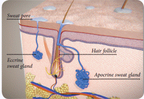 狐臭是如何產生的?