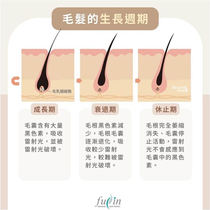 毛髮生長週期示意圖