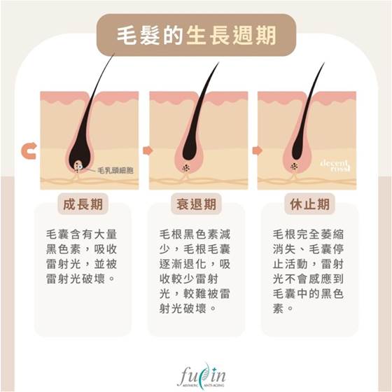 毛髮生長週期圖